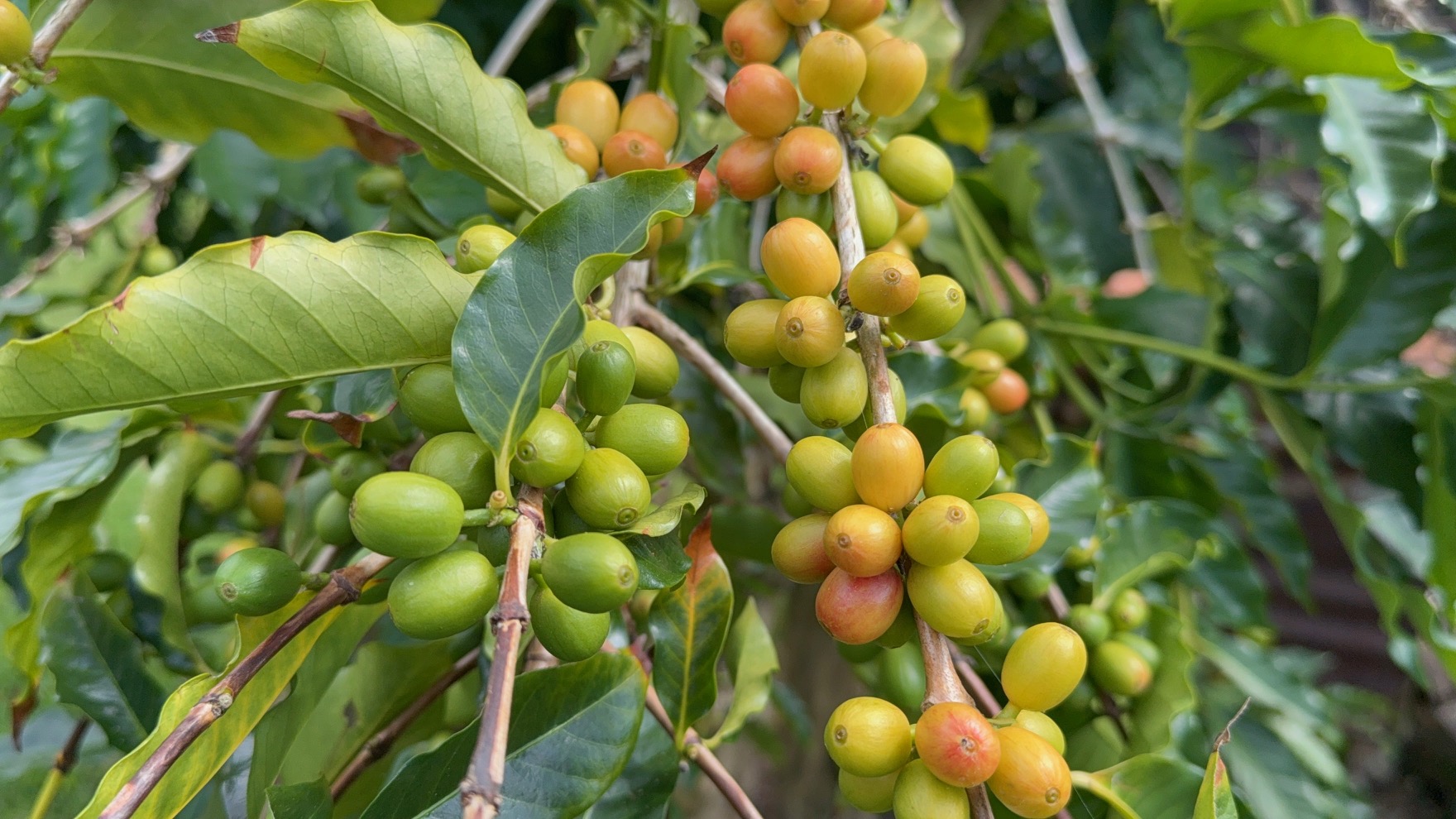 The Kona Coffee Cultural Festival 2026: Nov 7th – Nov 16th